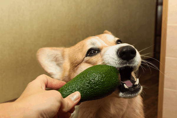 can dogs eat avocado