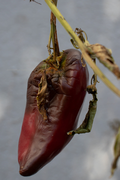 What Are Ancho Chile Peppers?