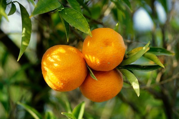 Drink Simply Beverages
