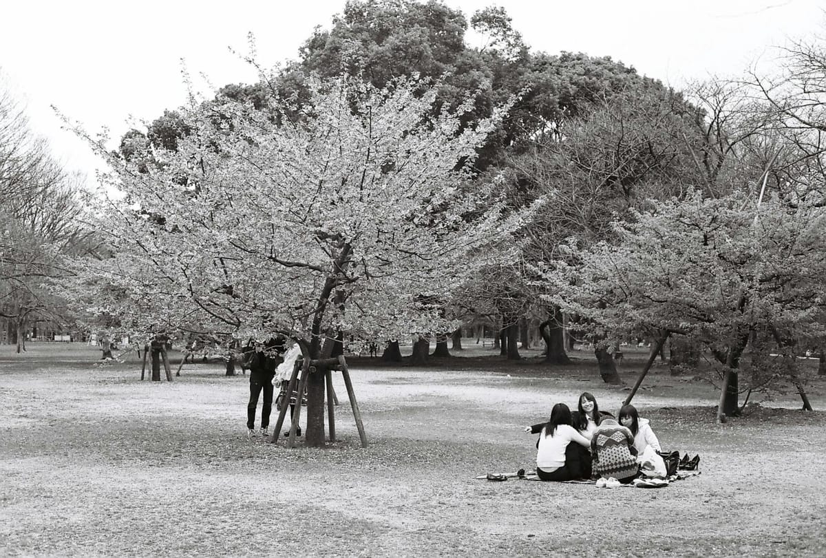 Cherry Blossom Picnic Date Food Ideas for Two