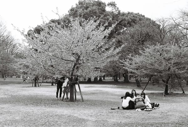 Cherry Blossom Picnic Date Food Ideas for Two